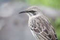 030 Galapagos mocking bird 03